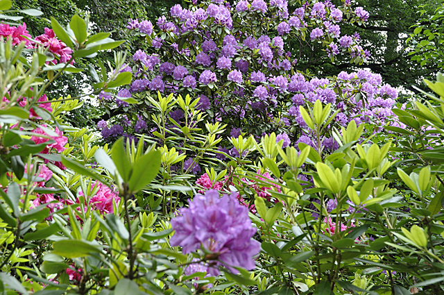 rhododendron2013
